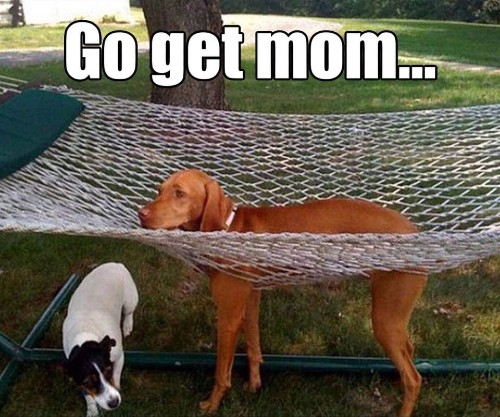 dogs need mom.jpg